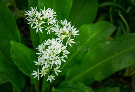 Wild Garlic Allium Ursinum Or Ramsons White Fragrant Very Small Flowers