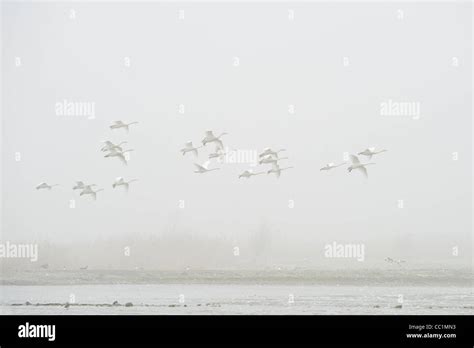 Whooper Swan Cygnus Cygnus Martin Mere Lancashire Uk Stock Photo