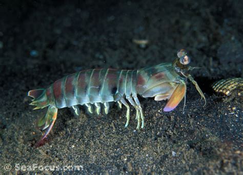 Saltwater Shrimp Species