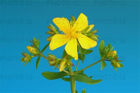 Medicinal Plant St John S Wort Photo Imagebroker Sunny Celeste