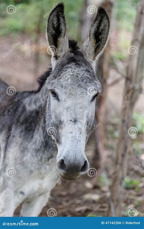 Grey Donkey Head In Detail Stock Photo Image Of Portrait 47142206