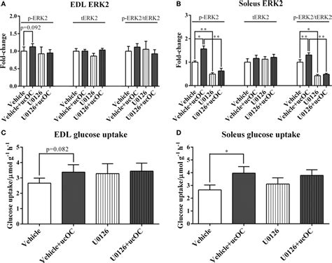 Frontiers Recombinant Uncarboxylated Osteocalcin Per Se Enhances