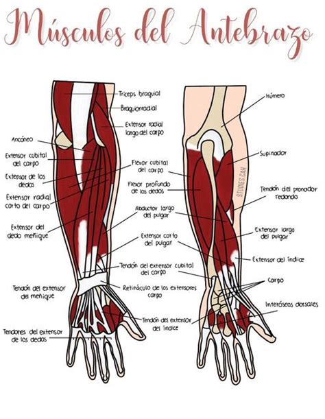 M Sculos De Antebrazo Sarah Udocz