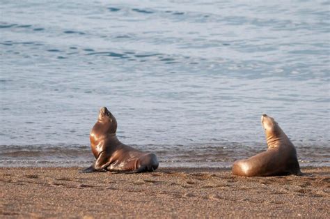 Leões marinhos na praia península valdés patrimônio mundial patagônia