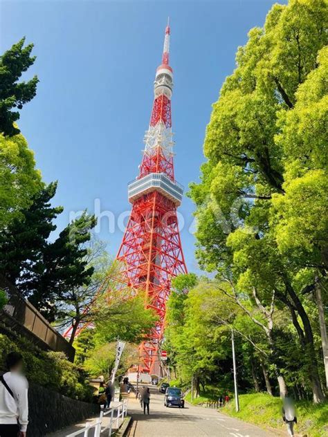 新緑の増上寺隣の道から見る東京タワー No 26349906｜写真素材なら「写真ac」無料（フリー）ダウンロードok