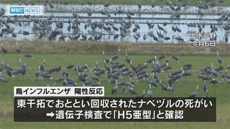 Mbcニュース ツルの死がいから今季初の鳥インフル 鹿児島・出水市 南日本放送 Lifeeeニュース