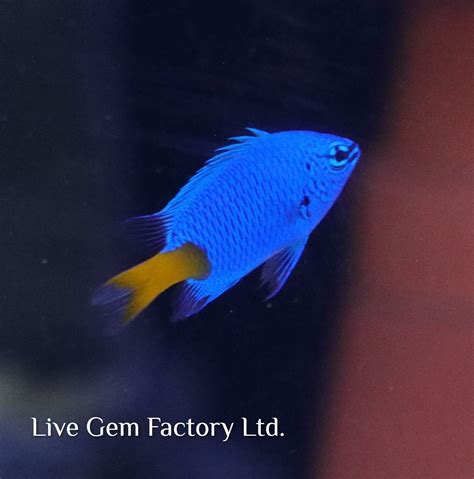 Damsel Yellowtail Blue Live Gem Factory Ltd