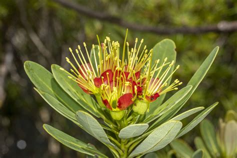 Xanthostemon Aurantiacus Myrtaceae Image 244677 At PhytoImages Siu Edu