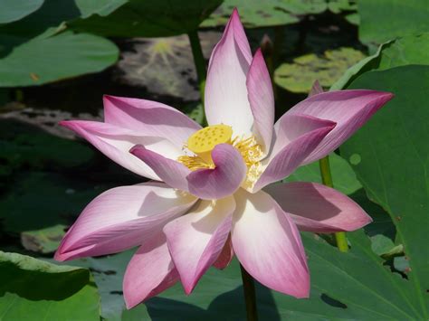 Free Images Flower Petal Bloom Botany Nelumbo Nucifera Indian