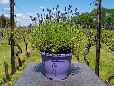 How To Grow Your Own Lavender From Cuttings - The Lost Herbs