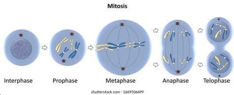 Cell Cycle Mitosis Labeled