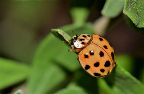 Asian Lady Beetle Vs Ladybug Comparison