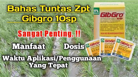 Manfaat Gibgro Waktu Tepat Penggunaan Gibgro Dan Dosis Gibgro 10sp