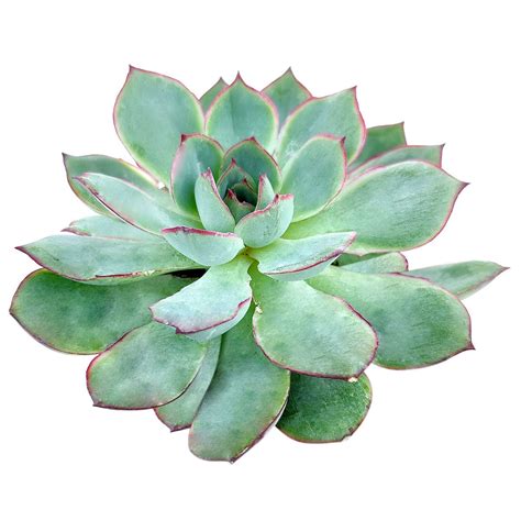 Echeveria Succulents | Types of Colorful Rosette Succulents with Care ...