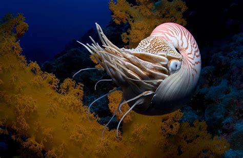 Moluscos Marinhos Como Afetam A Nossa Vida Olhar Oceanográfico