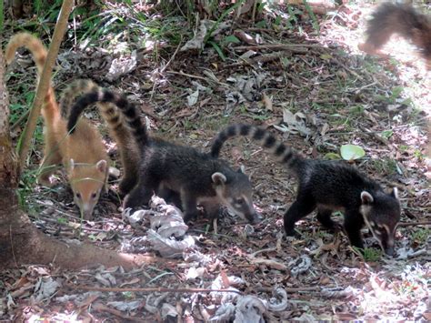 Achuni Mamíferos de la Amazonia Colombiana iNaturalist