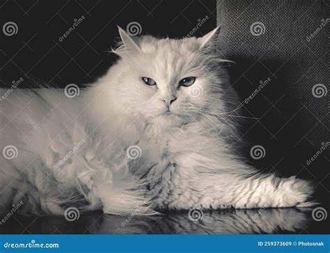 Life Of A White Fluffy Cat Turkish Angora Breed Stock Image Image