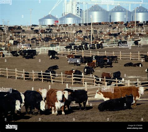 What Are Cattle Feedlots At Paige Cremean Blog