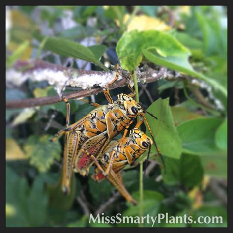 Mealybugs on hibiscus. Really gross. | Miss Smarty Plants