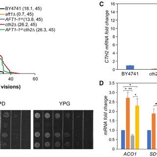 Constitutive Activation Of The Aft1 Negatively Regulates Yeast Lifespan