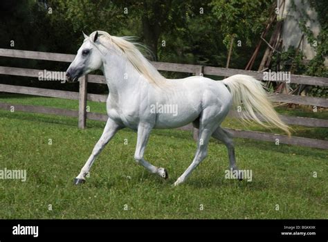 Stock Photo Of A White Arabian Horse At A Trot Stock Photo Alamy