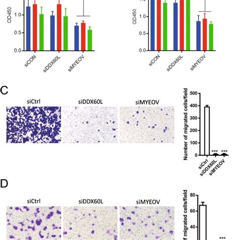 Knockdown Of DDX60L Inhibited The Migration Of PDAC Cells But Not