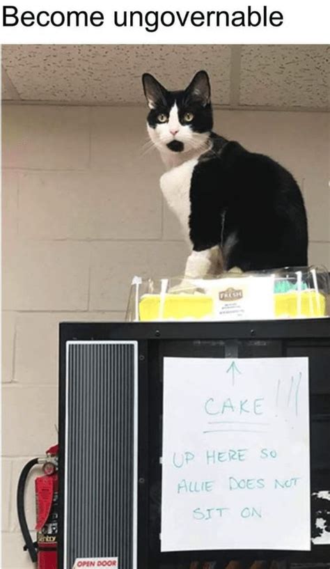 A Black And White Cat Sitting On Top Of A Microwave Oven Next To A Sign