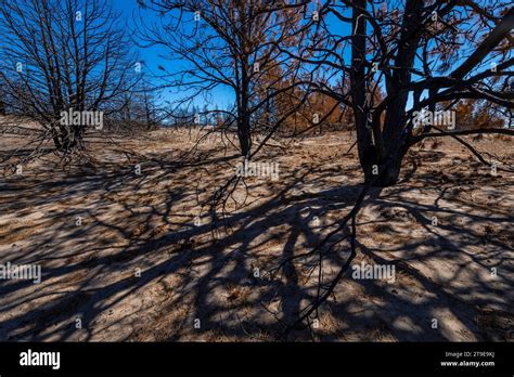 Part Of The Worlds Largest Man Made Forest Burned In The Bovee Fire
