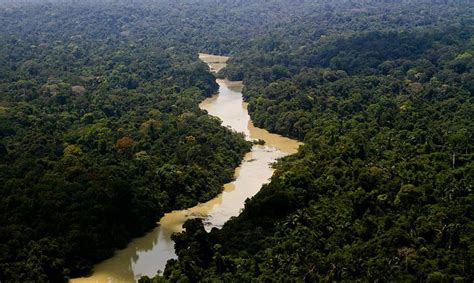 Desmatamento na amazônia cai 42 no primeiro trimestre Jornal de Brasília