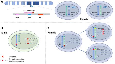 X Chromosome Silencing And Exist Genes In Tumor Sex Differences A The