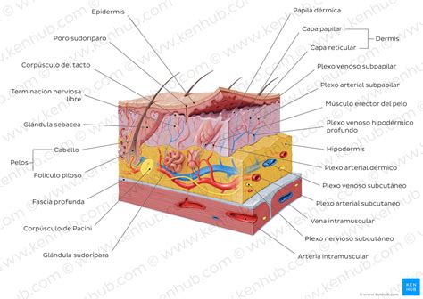 Sistema tegumentario Definición diagrama y función Kenhub