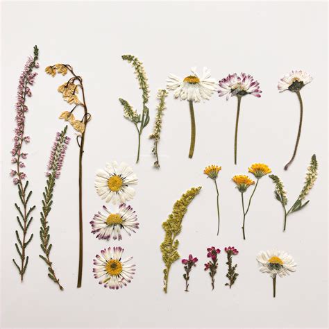 Craft Supplies Tools Pressed Flower Set Flowers For Botanical Art