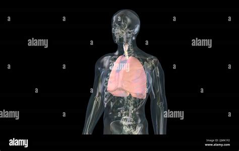 Pulmones Humanos Con Bronquios De Malla De Modelo Movimiento En Bucle