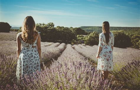 Lavender Fields Photos, Download The BEST Free Lavender Fields Stock ...