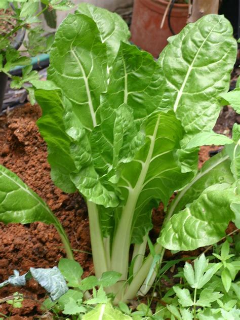 Cabbage Caraflex F1 Organic Seed Seed Organic 1 000 Seeds Artofit