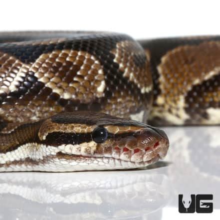 Male Yellowbelly Jedi Ball Python Python Regius For Sale