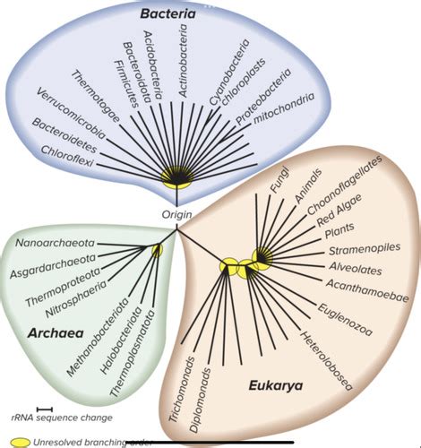 Chp 1 The Evolution Of Microorganisms And Mircrobiology Flashcards