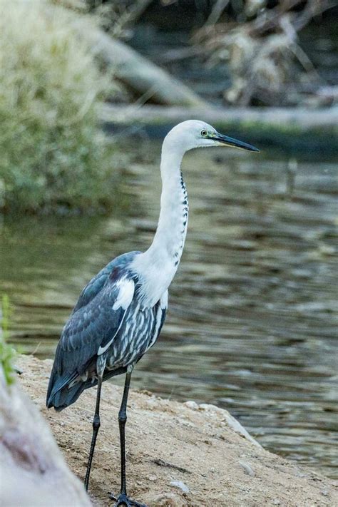 White Necked Heron In Australia Stock Photo At Vecteezy