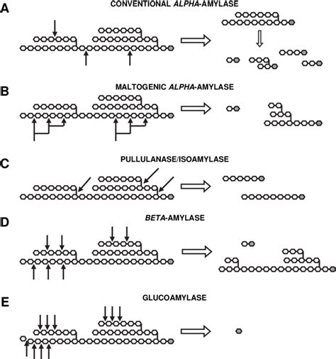 Schematic Representation Of The Action Of Different Amylolytic Enzymes