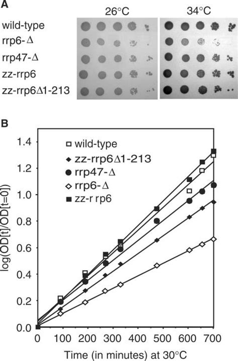 Loss Of The N Terminal Region Of Rrp6p Elicits A Slow Growth Phenotype