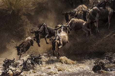 The Serengeti Wildebeest Are Live Streamed During Migration • Apex ...