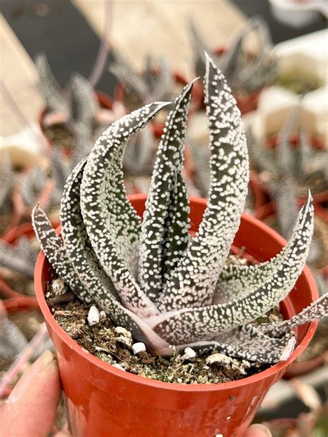 Gasteria Carinata Var Verrucosa Live Plant Live Succulent Etsy