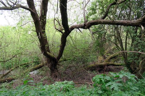 Walk The River Ebbsfleet Northfleet Harbour To Springhead Source