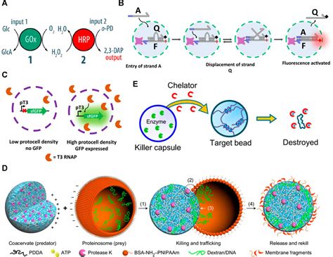 Frontiers Bioinspired Networks Of Communicating Synthetic Protocells