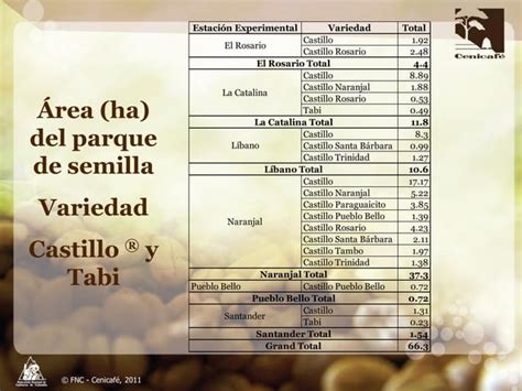 Producción y distribución de semillas de variedades de café mejoradas PPT