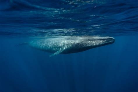 Are Blue Whales Carnivores Or Omnivores Explained Outlife Expert