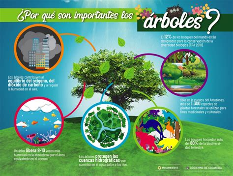 Dia Mundial De Los Bosques Infografias Agencia Efe Infografia Images