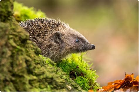 European Hedgehog