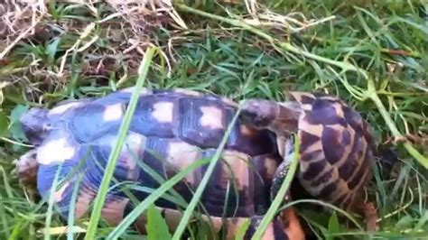 Turtle Sex Must Be Exhausting D Screams And Moans Funny Youtube