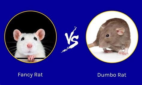 fancy rats  dumbo rats           animals